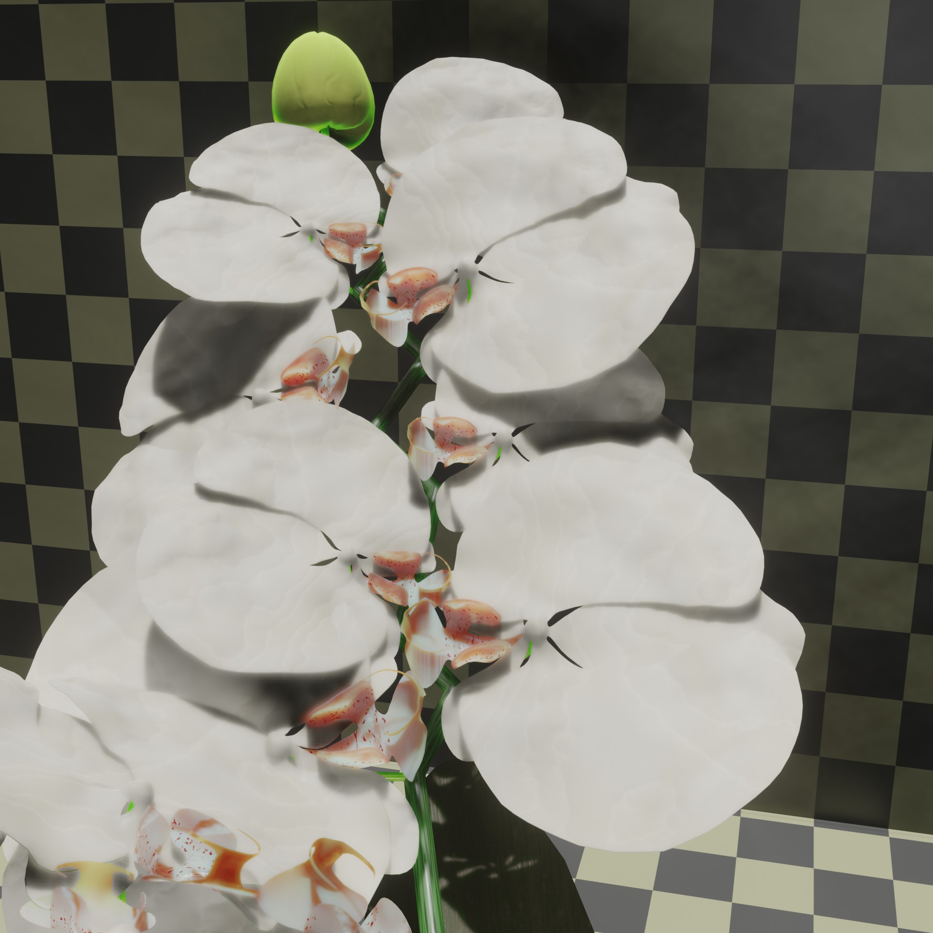 White orchid preview image 3